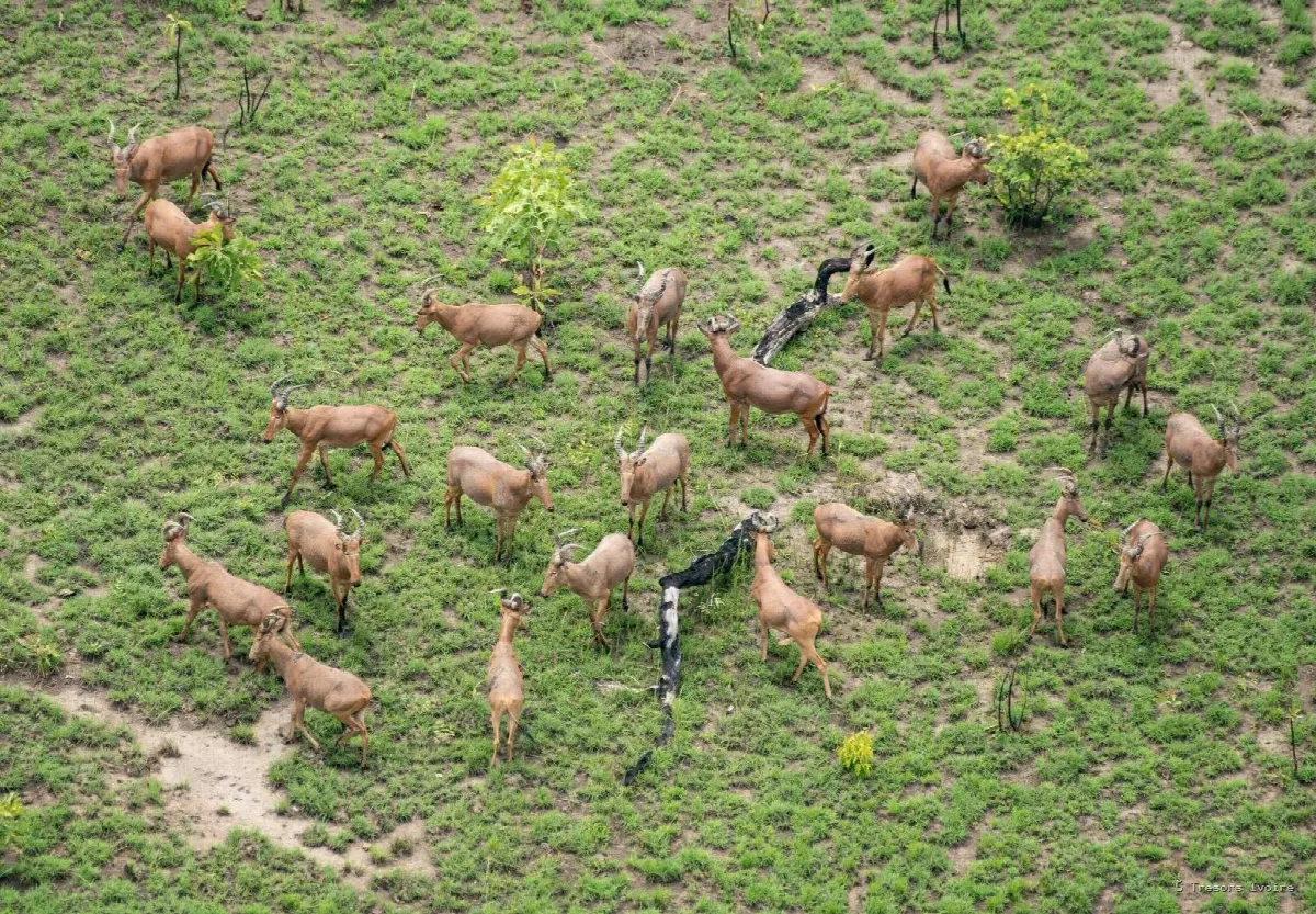 Comoé : le plus grand sanctuaire sauvage de l’Ouest africain vous attend
