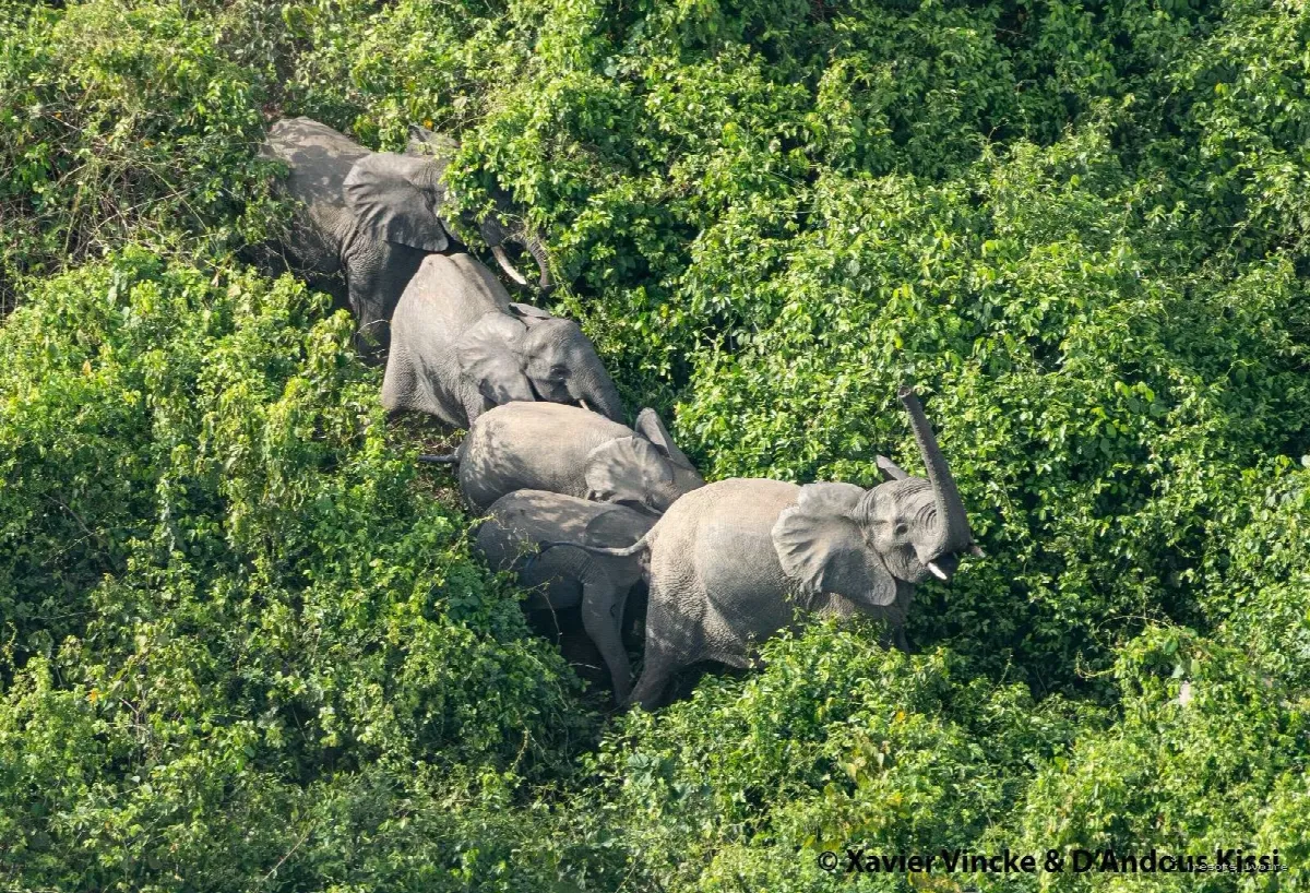 Comoé : le plus grand sanctuaire sauvage de l’Ouest africain vous attend