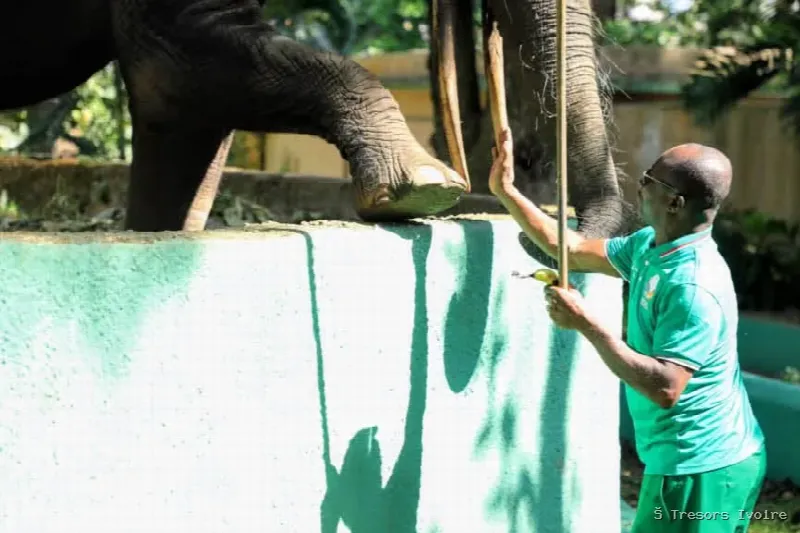 CAN, l’éléphant star du Zoo National d’Abidjan, né l’année du premier sacre des Éléphants